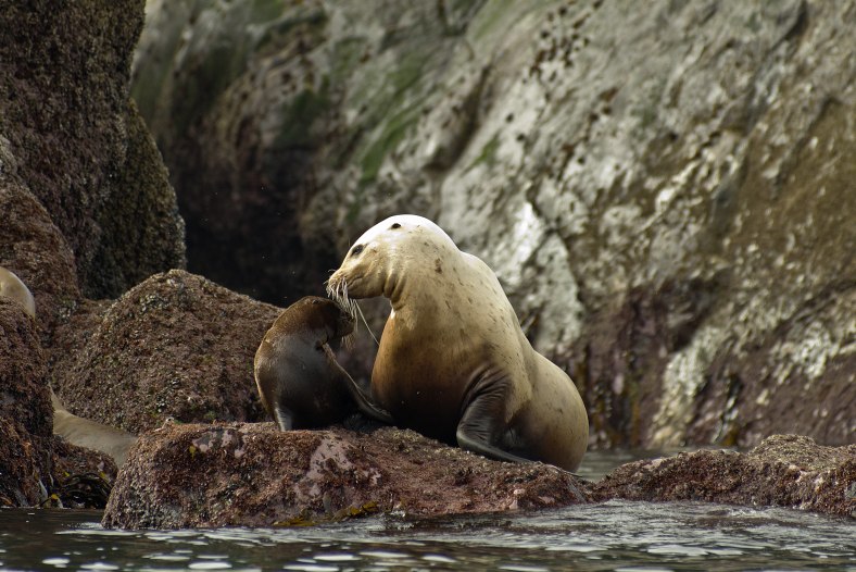 Stellar Sea lion mother and pup